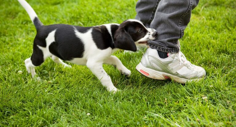 Dog Bite Trauma & PTSD | Federal Telehealth Counseling