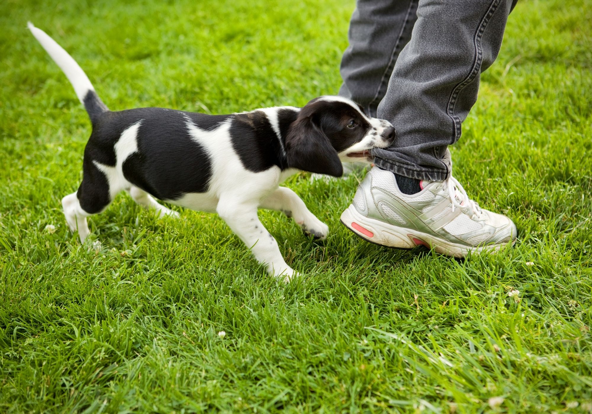 Dog Bite Trauma & PTSD | Federal Telehealth Counseling